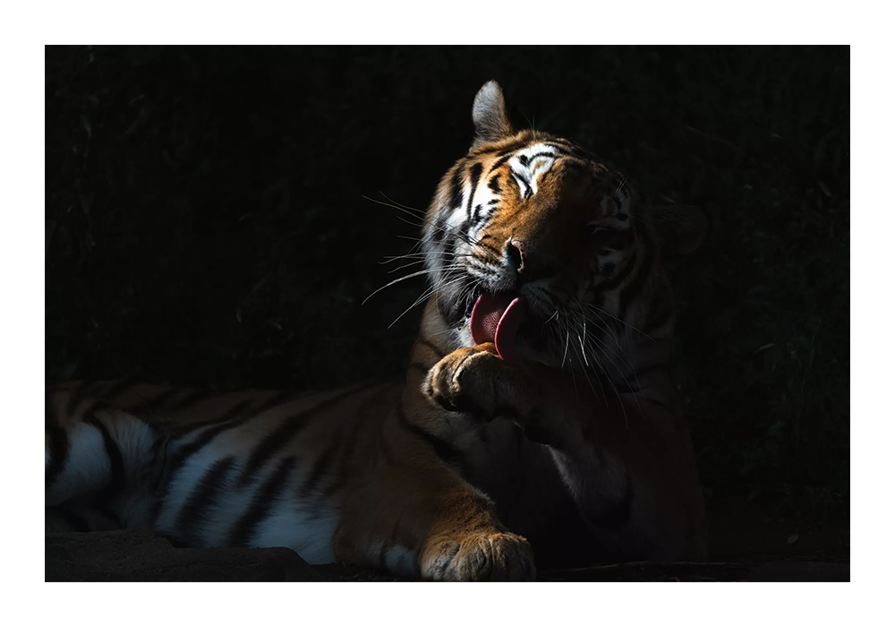 Tamron 50-400mm F/4.5-6.3 Di III VC VXD Lens Sony E Mount